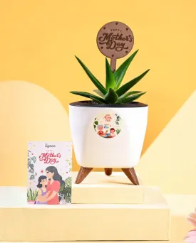 Aloe Vera Green Mini Plant & Pot With Stand