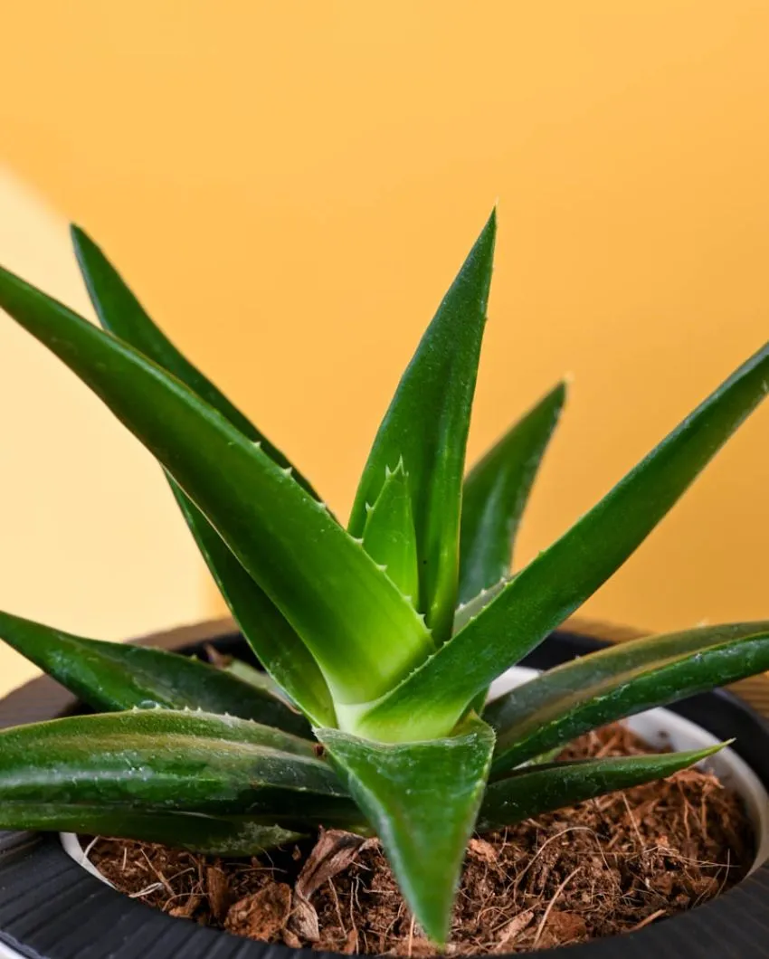 Aloe Vera Green Mini Plant & Pot With Stand