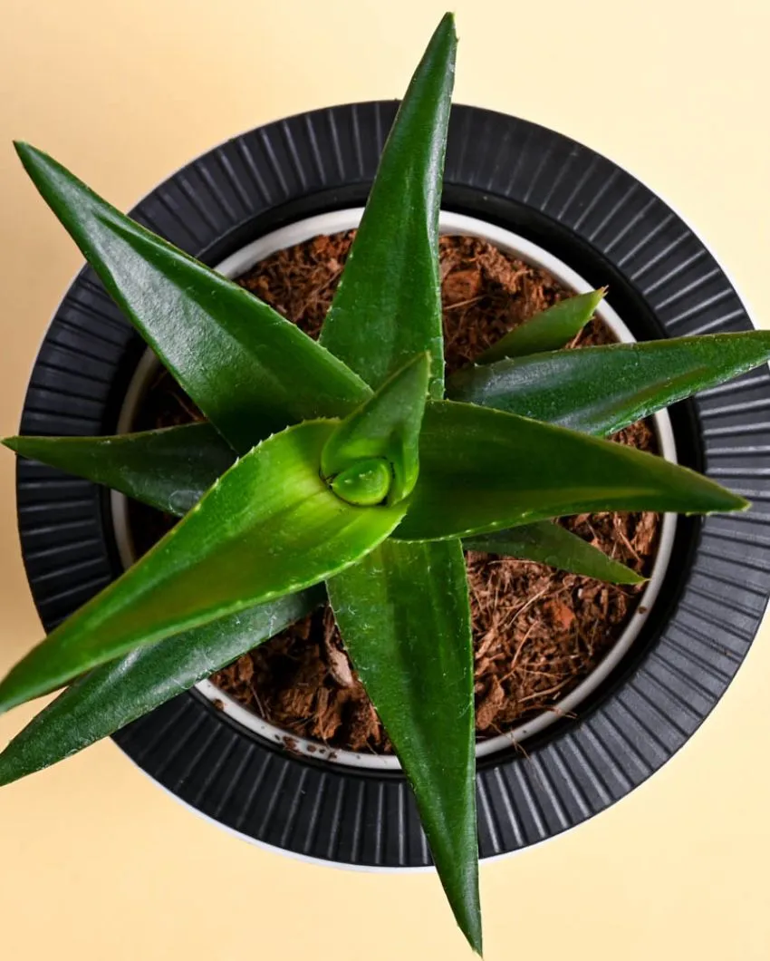 Aloe Vera Green Mini Plant & Pot With Stand