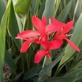 Canna Longwood 'Endeavor' - Red (Bare Root)