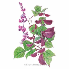 Ruby Moon Hyacinth Bean Seeds